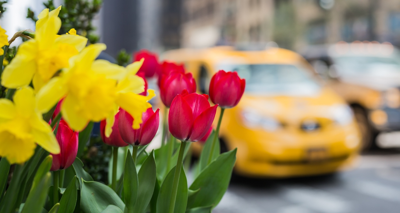 Taxi vanaf en naar de Bollenstreek | Taxi Bollenstreek